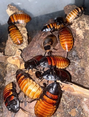 Fauchschaben gromphadorhina portentosa in verschiedenen Größen abzugeben   nur als Haustiere