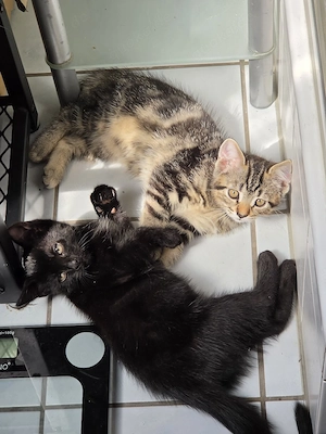 Maine Coon Katze Kater suchen neues zu Hause 