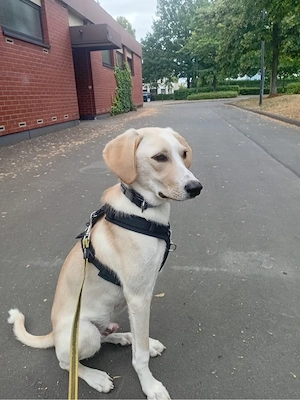 Freunde grosser Hunde sind gefragt - toller Junghund sucht sein zu Hause - Kennenlernen lohnt sich!!