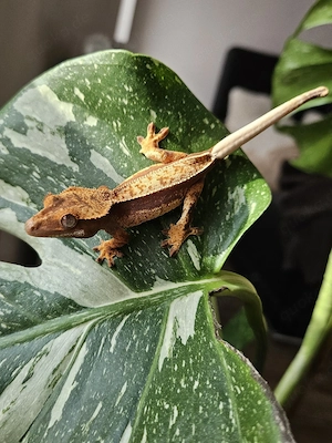 Kronengecko Nachzucht Correlophus Ciliatus 