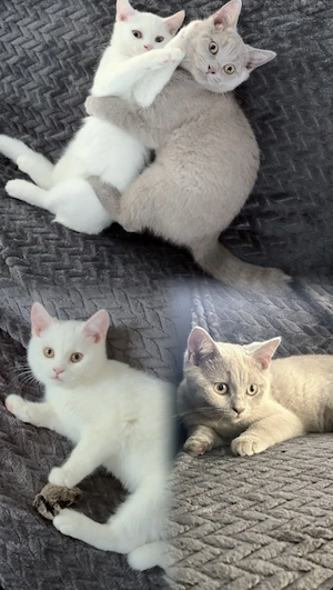 Zwei wunderschöne BKH Kitten-Geschwister suchen gemeinsam ihr Für-immer-Zuhause 