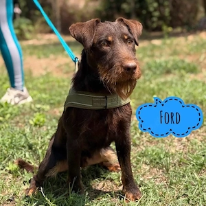 Ford, junger Deutscher Jagdterrier, Traumhund