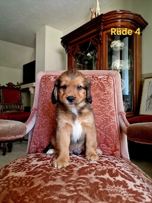 Nova Scotia Duck Tolling Retriever Welpen