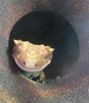 Kronengeckomann Gecko