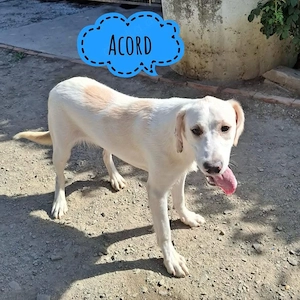Acord, junger Labrador Mischling sucht ein liebevolles Zuhause