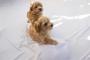 Kleine Maltipoo Welpen suchen Ihr Zuhause 