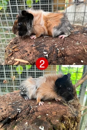 Meerschweinchen Böckchen