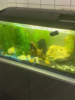wer verschenkt Fische???