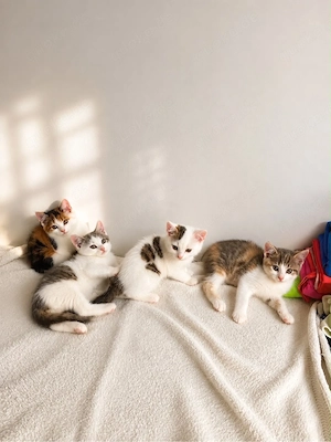 Main Coon Mix   Kätzchen 