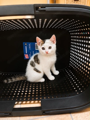 Main Coon Mix   Kätzchen 