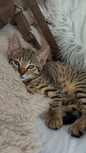 Katzenbaby