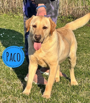 Paco, verschmuster Labrador Rüde