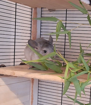 Chinchilla-Babies, Ebony-Weiss-Schecken AVT, Weibchen