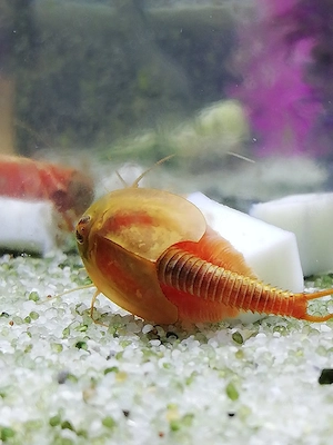 Triops Beni Kabuto ebi Zuchtansatz + Aufzuchtfutter Eier-Sandgemisch 