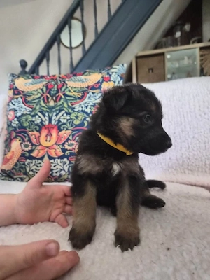 7 Deutsche Schäferhund-Welpen suchen ein liebevolles Zuhause