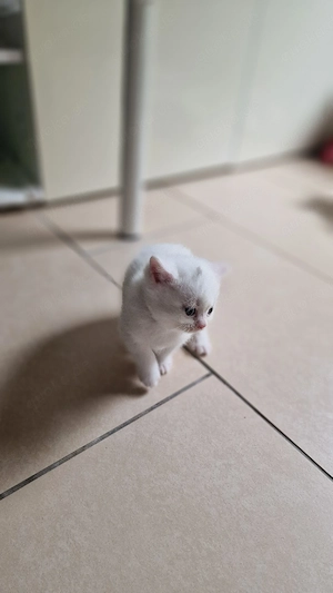 Wunderschöne BKH Kitten (Reinrassig) 