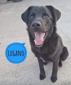Lugano, fröhlicher, verträglicher und lieber Labrador Retriever Mischling