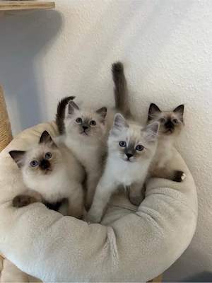 Traumhaftes Heilige Birma Kitten   