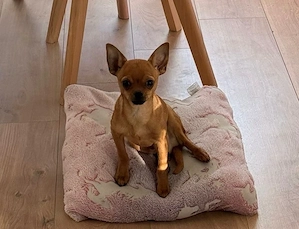 chihuahua 