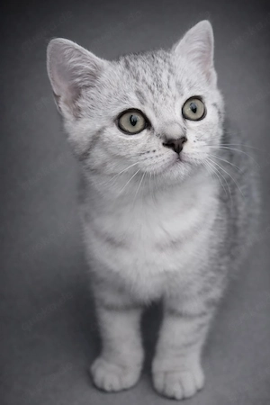 BKH Babykatze Abgabe bereit 