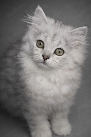 BLH Babykatze Abgabe bereit 