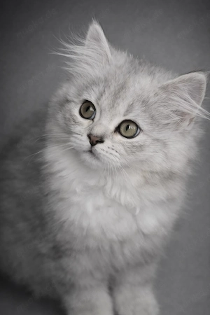 BLH Babykatze Mädchen 