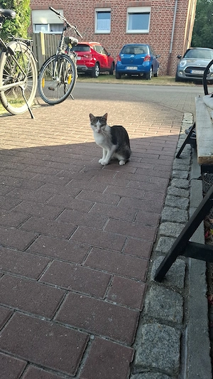 Ängstlich katze in ein ruhiges Zuhause abzugeben 