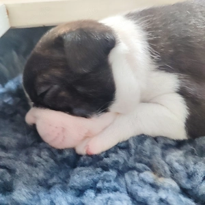 Zauberhafte Boston Terrier Welpen zu verkaufen 