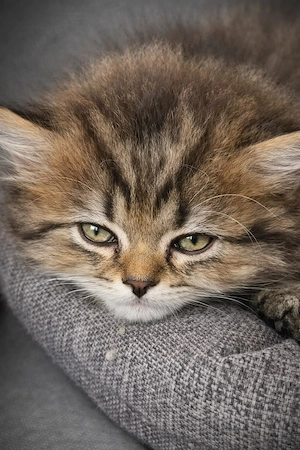 BKH Babykatze 