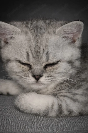 BKH Babykatze 