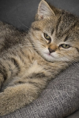 BKH Babykatze 