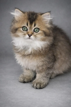 BLH Babykatze 