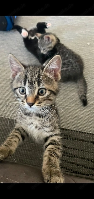 Süße Katzenbabys