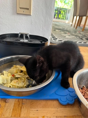 babykatzen 