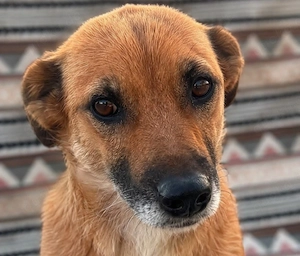 Ranschi - freundliche Lady sucht dich!