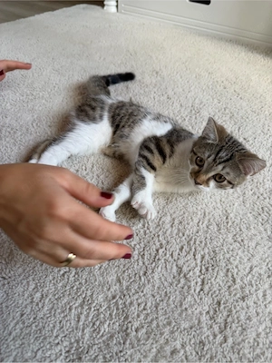 Sehr süsse BKH Kitten zu verkaufen 