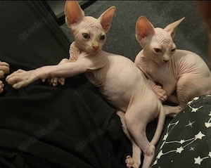 Canadian Sphynx Kitten