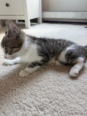 Sehr süsse BKH Kitten zu verkaufen 