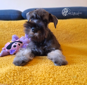 Zwergschnauzer FCI 