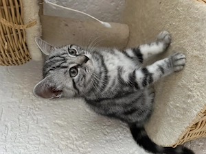 Reinrassige Bkh Kitten 