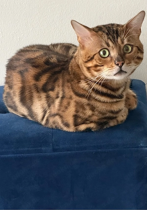     Liebevoller Bengalkater sucht sein Für-immer-Zuhause