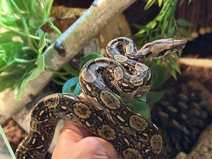 Zwergboa Pärchen abzugeben, Boa constrictor imperator