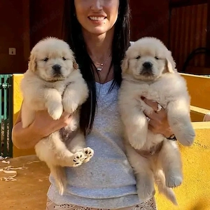Golden retriever puppies 