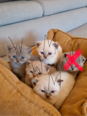 süße BKH-Kitten abzugeben   