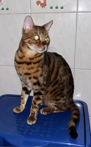 Bengal und Orientalisch kurzhaar kater 