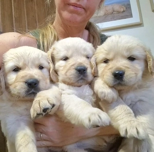 Golden-Retriever-Welpen in neue Hände abzugeben