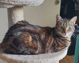 Ruhiges Zuhause gesucht, kastriert, Wohnungs-und Einzelhaltung, Bengalmix,