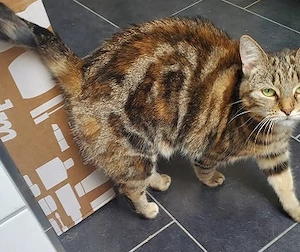 Bengalmix, kastriert, Einzel- und Wohnungshaltung, sucht ruhiges Zuhause