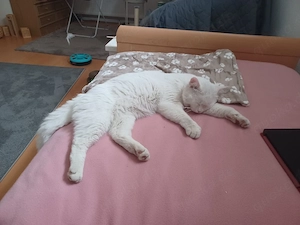 britische kurz Haar Kater 10 Monate 