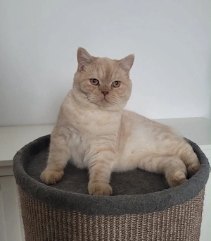 Britisch Kurzhaar Kater in Rot zu verkaufen